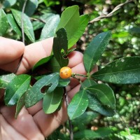 Zanthoxylum asiaticum (L.) Appelhans, Groppo & J.Wen